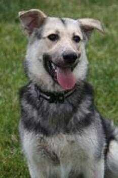 Courage -  Shepherd Dog for Adoption in Whitby, Ontario - Courage | PetCurious