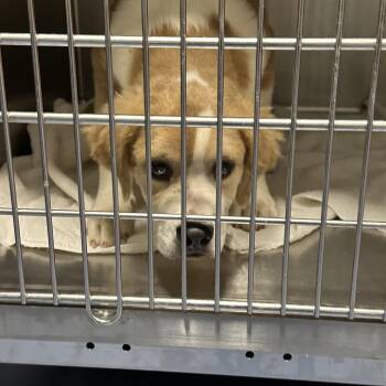 Fubby Honey -  Mixed Breed Dog for Adoption in Greensboro, North Carolina - Fubby Honey | PetCurious