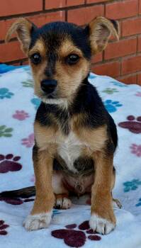 Terrier Dogs Available for Adoption - Malachi | PetCurious