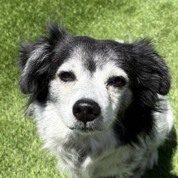 Terrier Dogs Available for Adoption in Auburn, Nebraska - Tulip | PetCurious