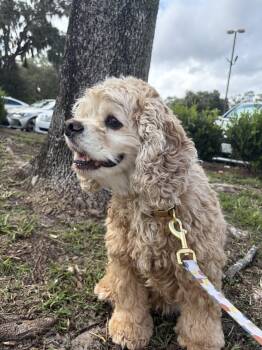 Baxter -  Cocker Spaniel Dog for Adoption in Savannah, Georgia - Baxter | PetCurious