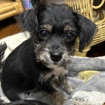 Miniature Schnauzer and Yorkshire Terrier Dogs Available for Adoption in Closter, New Jersey - Cupid | PetCurious