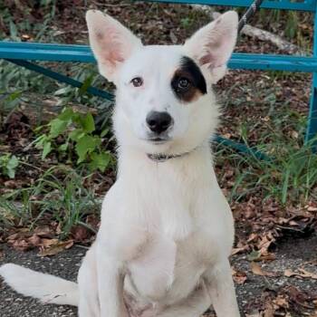 Sadie -  Australian Cattle Dog Blue Heeler and Border Collie Dog for Adoption in Riverwoods, Illinois - Sadie | PetCurious
