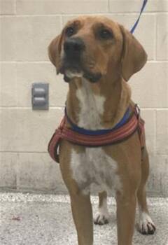 PATSY -  Black Mouth Cur Dog for Adoption in Conroe, Texas - PATSY | PetCurious