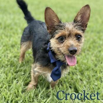 Crocket -  Yorkshire Terrier and Terrier Dog for Adoption in Las Vegas, Nevada - Crocket | PetCurious