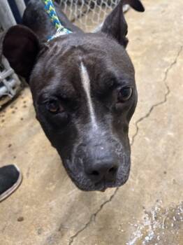 Rescue American Staffordshire Terrier Dogs for Adoption in Chester, South Carolina - BABEE | PetCurious