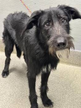 CHIEF CHEEZERS -  Irish Wolfhound and Mixed Breed Dog for Adoption in Las Vegas, Nevada - CHIEF CHEEZERS | PetCurious