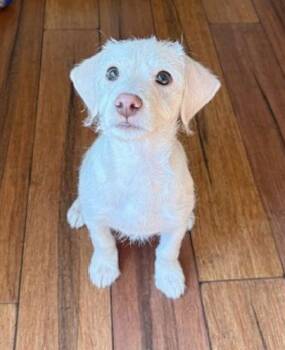 Bichon Frise Dogs Available for Adoption - **PEEPS** | PetCurious