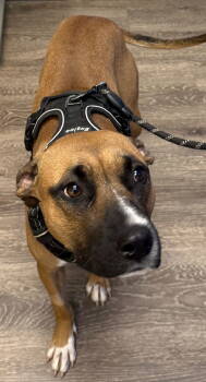 Rescue Rhodesian Ridgeback Dogs for Adoption in Tonawanda, New York - Jane | PetCurious