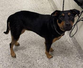 Tyra -  Mixed Breed Dog for Adoption in Kansas City, Missouri - Tyra | PetCurious