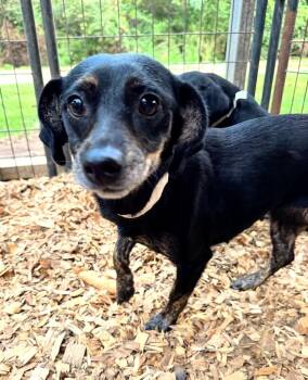 Rescue Dachshund Dogs for Adoption in Fosters, Alabama - JOSIE | PetCurious
