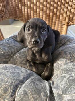 Cindy -  Hound and Shepherd Dog for Adoption in Irwin, Pennsylvania - Cindy | PetCurious
