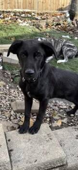Rescue Flat Coated Retriever Dogs for Adoption in Orland Park, Illinois - Toast | PetCurious