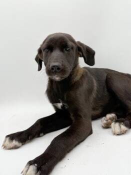 Zibby -  Great Pyrenees and Labrador Retriever Dog for Adoption in Bowling Green, Kentucky - Zibby | PetCurious