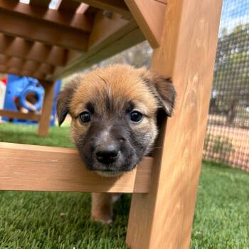 Coral -  Shepherd Dog for Adoption in Torrey, Utah - Coral | PetCurious