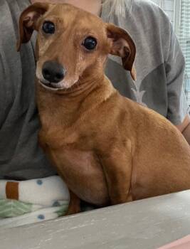 Dachshund Dogs Available for Adoption in Houston, Texas - Dixie | PetCurious