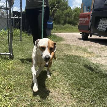 Gus -  Mixed Breed Dog for Adoption in Austin, Texas - Gus | PetCurious