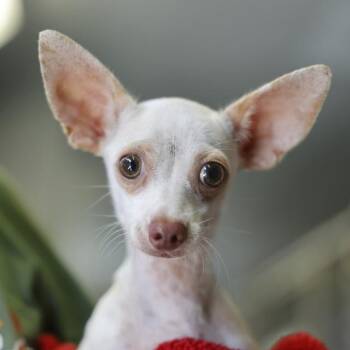 HERCULES -  Chihuahua Dog for Adoption in San Antonio, Texas - HERCULES | PetCurious