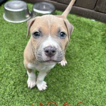 Yuki 4385 -  Mixed Breed Dog for Adoption in Loxahatchee Groves, Florida - Yuki 4385 | PetCurious