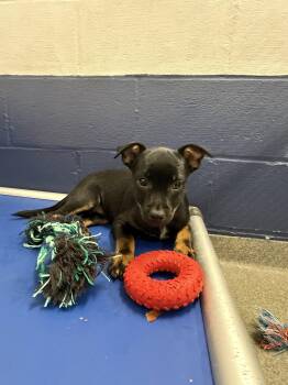 Bunny 2mo AVA 10/7 -  Chihuahua Dog for Adoption in Sterling, Massachusetts - Bunny 2mo AVA 10/7 | PetCurious