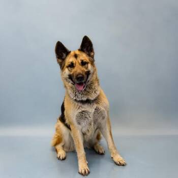German Shepherd Dog Dogs Available for Adoption - Ic18c Opal | PetCurious