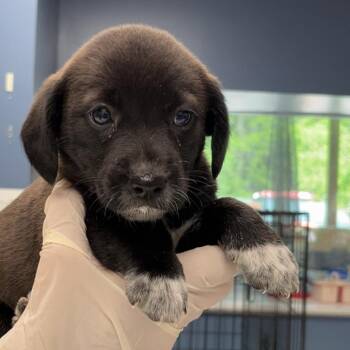 Beagle and Labrador Retriever Dogs Available for Adoption in Maynardville, Tennessee - Snickers | PetCurious