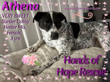 Rescue Australian Cattle Dog Blue Heeler and Border Collie Dogs for Adoption in Great Bend, Kansas - Athena | PetCurious