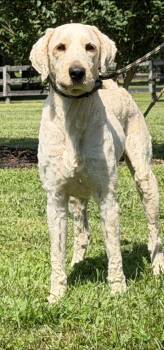 Newman -  Labradoodle Dog for Adoption in Chesapeake City, Maryland - Newman | PetCurious