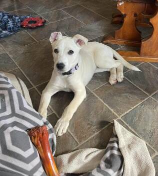Sutter -  Labrador Retriever Dog for Adoption in Battle Ground, Washington - Sutter | PetCurious