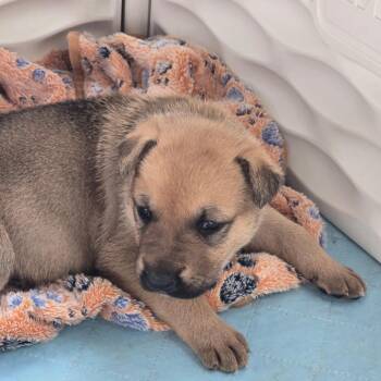 German Shepherd Dog and Pit Bull Terrier Dogs Available for Adoption - Waddell | PetCurious