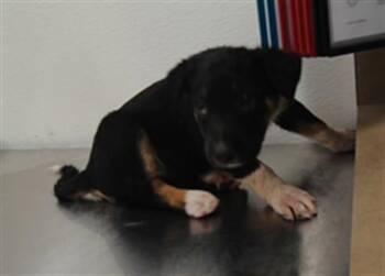 WEDNESDAY -  German Shepherd Dog and Mixed Breed Dog for Adoption in Albuquerque, New Mexico - WEDNESDAY | PetCurious