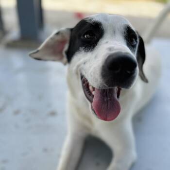Honey -  Australian Cattle Dog Blue Heeler Dog for Adoption in Seguin, Texas - Honey | PetCurious