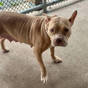Hunni -  Mixed Breed Dog for Adoption in Edwardsville, Illinois - Hunni | PetCurious