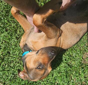Roxy -  Hound and Pit Bull Terrier Dog for Adoption in Osteen, Florida - Roxy | PetCurious