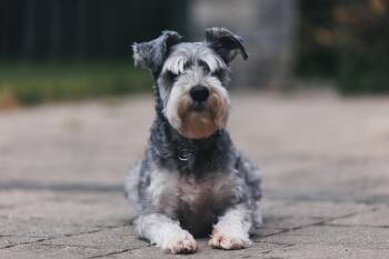 Kobe -  Miniature Schnauzer Dog for Adoption in Oshawa, Ontario - Kobe | PetCurious