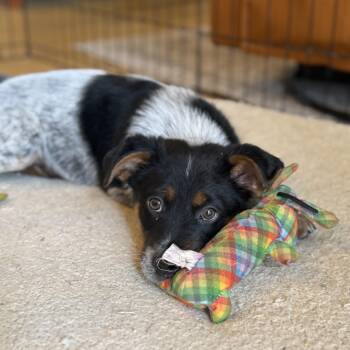 Australian Cattle Dog Blue Heeler Dogs Available for Adoption in Lexington, Kentucky - Waylon | PetCurious