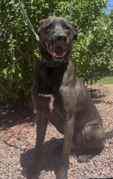 Xeno -  Black Labrador Retriever Dog for Adoption in Payson, Arizona - Xeno | PetCurious
