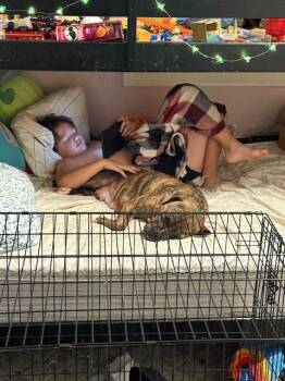 Leela NKA Coco Bean -  Terrier and Pit Bull Terrier Dog for Adoption in Dallas, Texas - Leela NKA Coco Bean | PetCurious