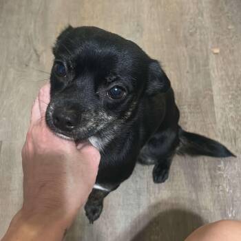 Nova -  Chihuahua Dog for Adoption in Atlanta, Georgia - Nova | PetCurious