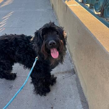 Standard Poodle and Labrador Retriever Dogs Available for Adoption in Minnetonka, Minnesota - Atlas D69250 | PetCurious