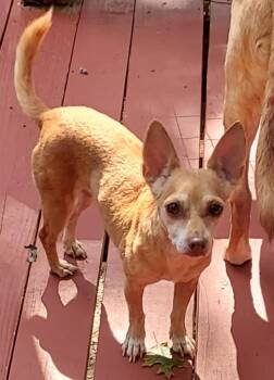Angel Baby -  Chihuahua Dog for Adoption in Acworth, Georgia - Angel Baby | PetCurious