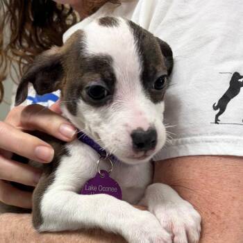 Chihuahua and Mixed Breed Dogs Available for Adoption in Greensboro, Georgia - Buttons | PetCurious