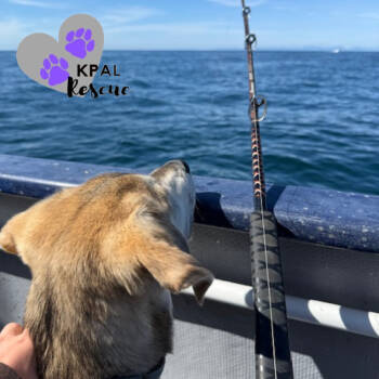 Rescue Mixed Breed Dogs for Adoption in Kenai, Alaska - Dakota - States Litter | PetCurious