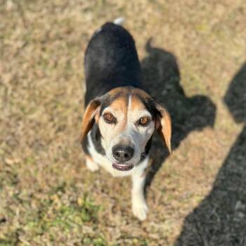 Beagle and Mixed Breed Dogs Available for Adoption - Yoda | PetCurious