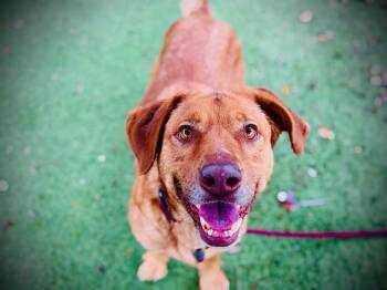 Labrador Retriever and Golden Retriever Dogs Available for Adoption in Orlando, Florida - BETTY | PetCurious
