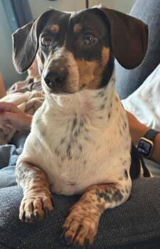 Freckles -  Dachshund Dog for Adoption in Jacksonville, Florida - Freckles | PetCurious