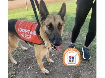 DUKE -  German Shepherd Dog Dog for Adoption in Phoenix, Arizona - DUKE | PetCurious