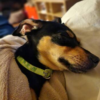 Chihuahua Dogs Available for Adoption in Oklahoma City, Oklahoma - Bella C-34327 | PetCurious