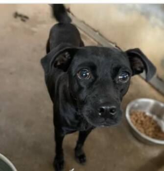 Mixed Breed Dogs Available for Adoption in West Chester, Pennsylvania - Tequila | PetCurious