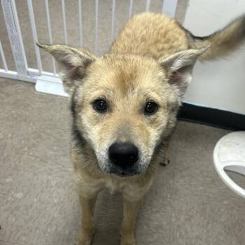 Shepherd Dogs Available for Adoption - Koda | PetCurious